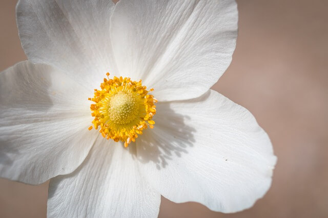 heal-snowdrop-anemone-7237694_640 (1)