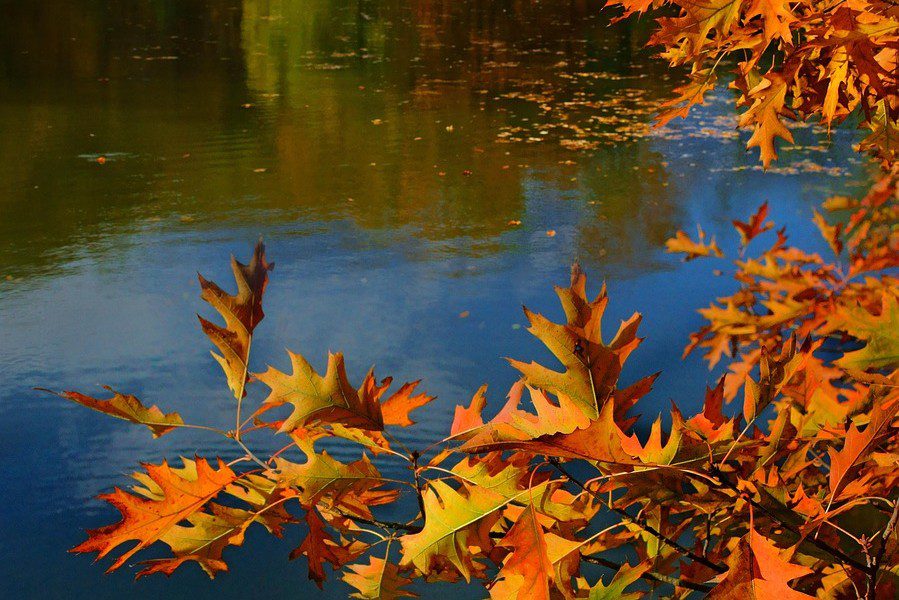 nature-3765357_12802